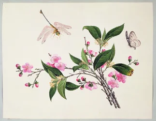 Fleurs de cerisier, libellule et papillon